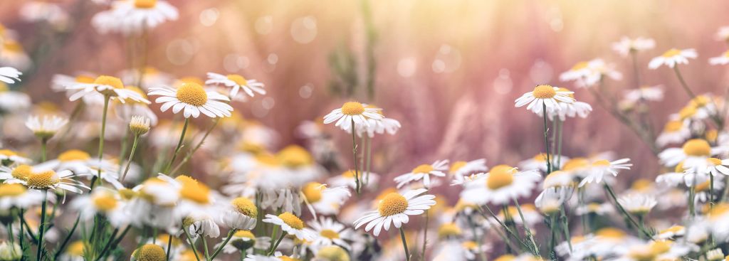 Champ de marguerites