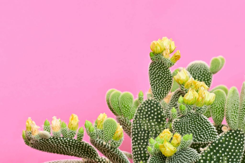 Cactus joyeux