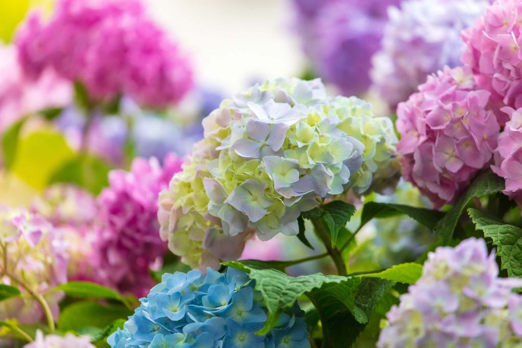 Fleurs colorées