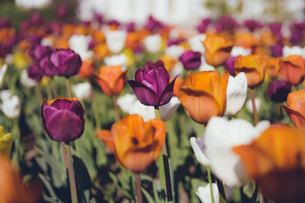 Des tulipes colorées dans un style vintage