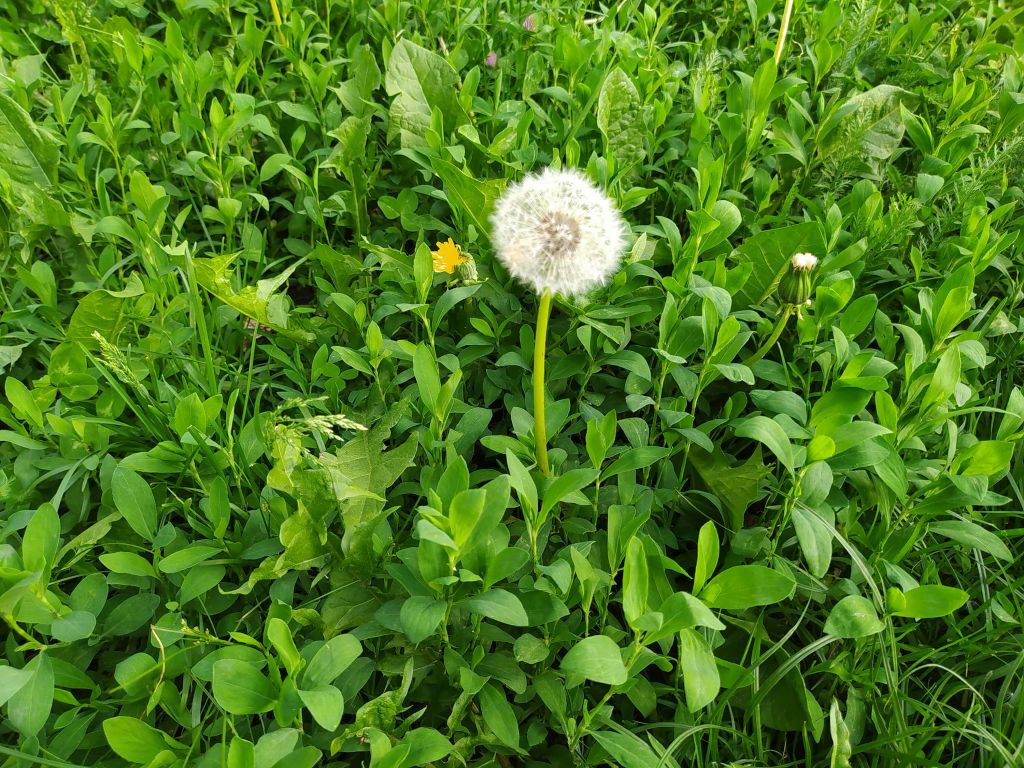 Champ vert avec pissenlit