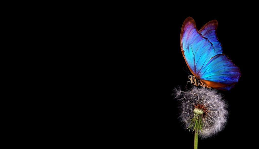 Papillon bleu sur un pissenlit