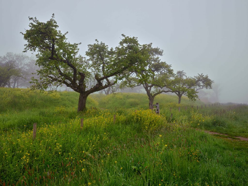Arbres à fleurs jaunes et brouillard