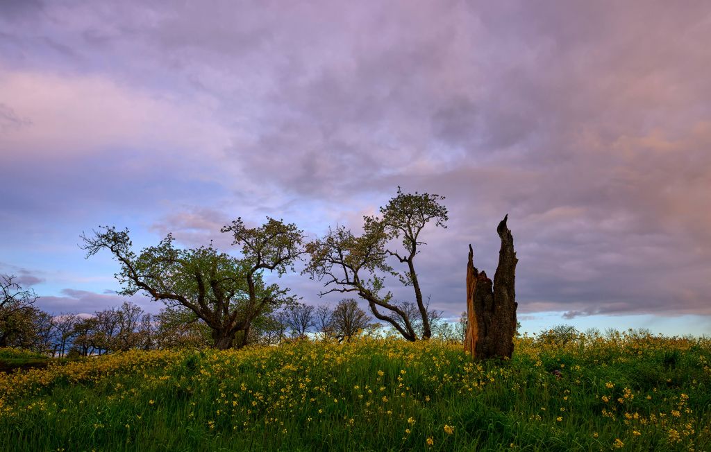 Souche d'arbre dans un champ de fleurs jaunes