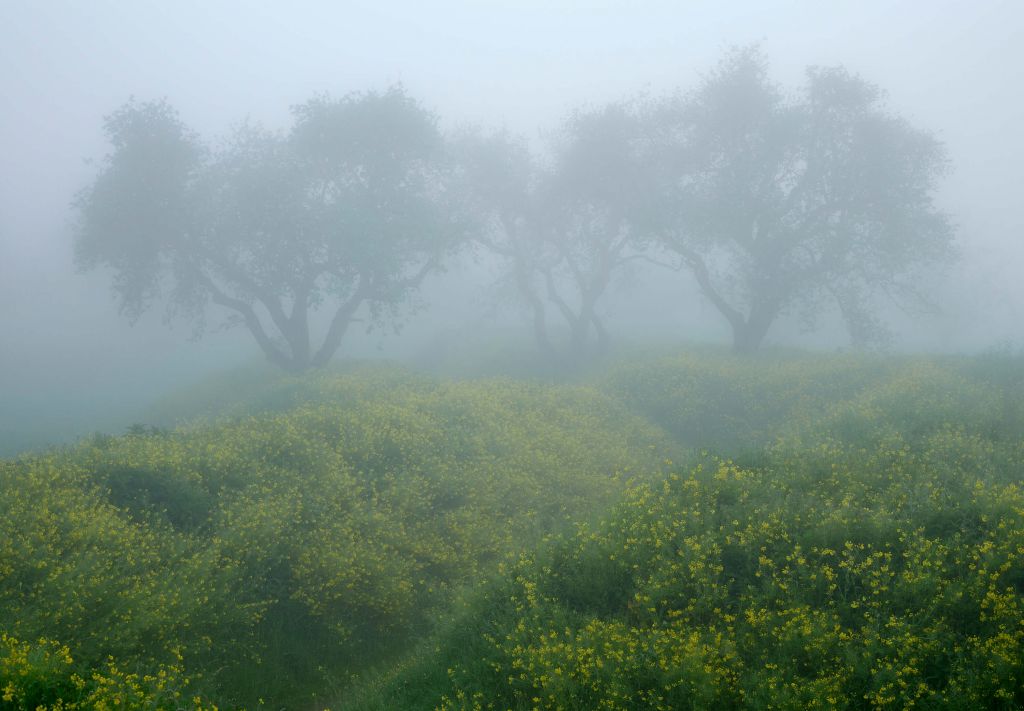Arbres dans un brouillard dense