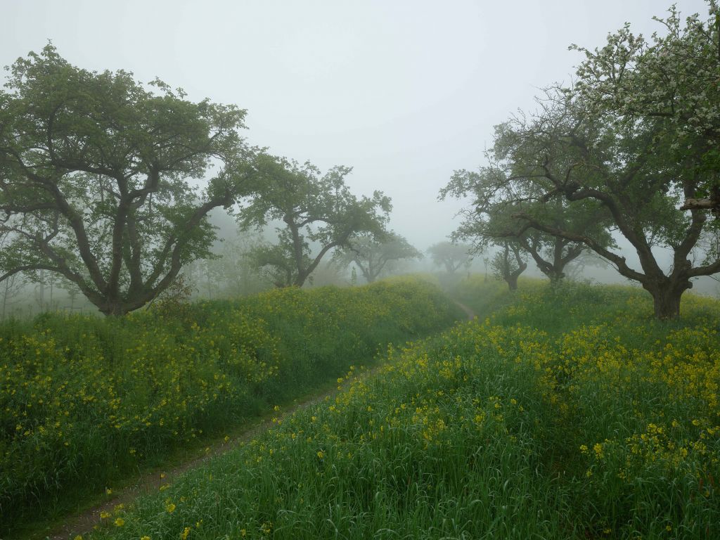 Chemin à travers les fleurs jaunes