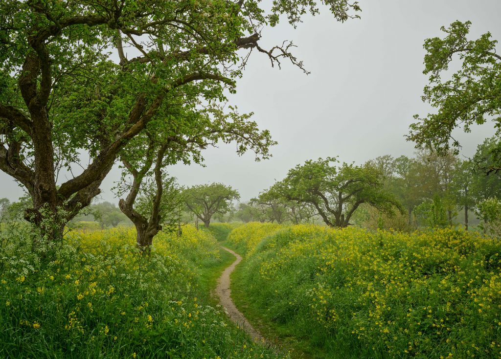 Promenade au millieu de fleurs jaunes