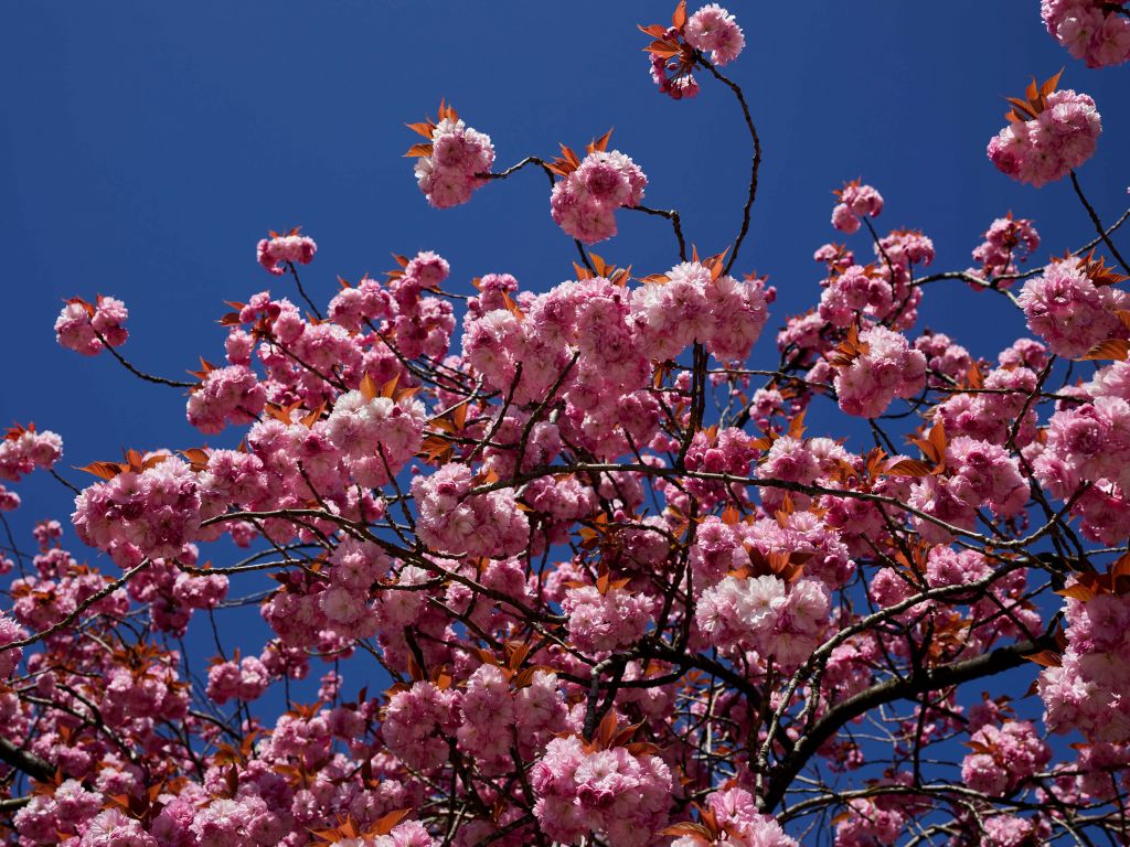 Fleur rose avec ciel bleu