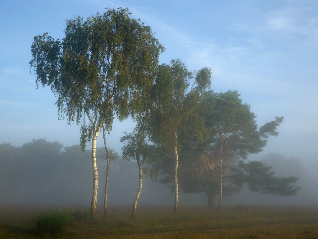 Arbres allignés sous le brouillard