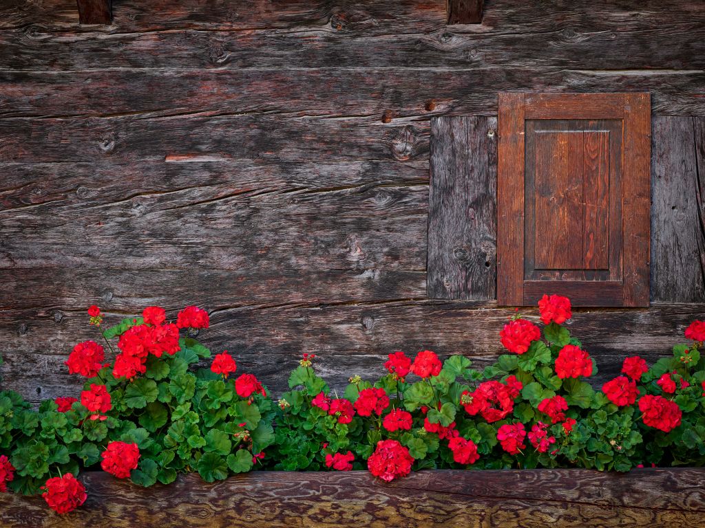 Vieux bois avec des fleurs