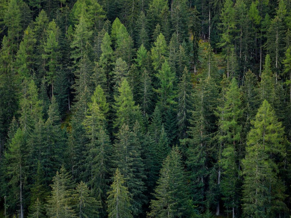 Forêt d'épicéas verts