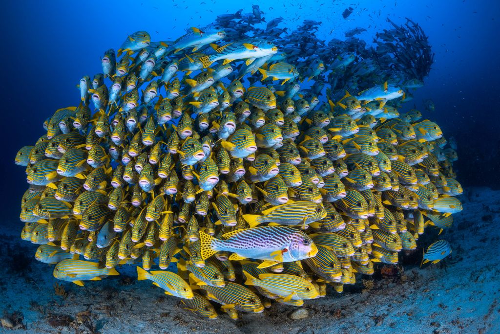 Cape Kri's school of sweetlips