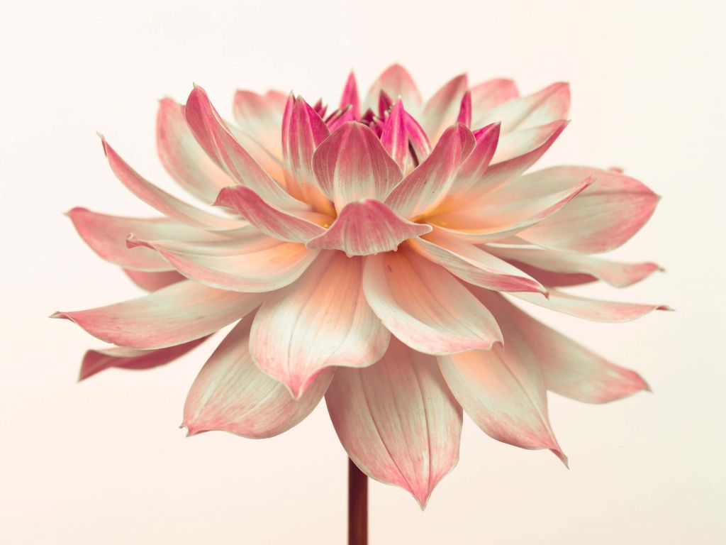 Fleur de dahlia