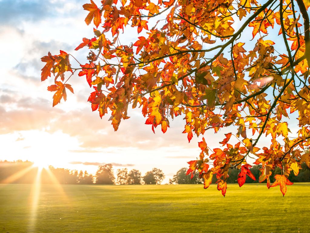 Arbre d'automne au coucher du soleil