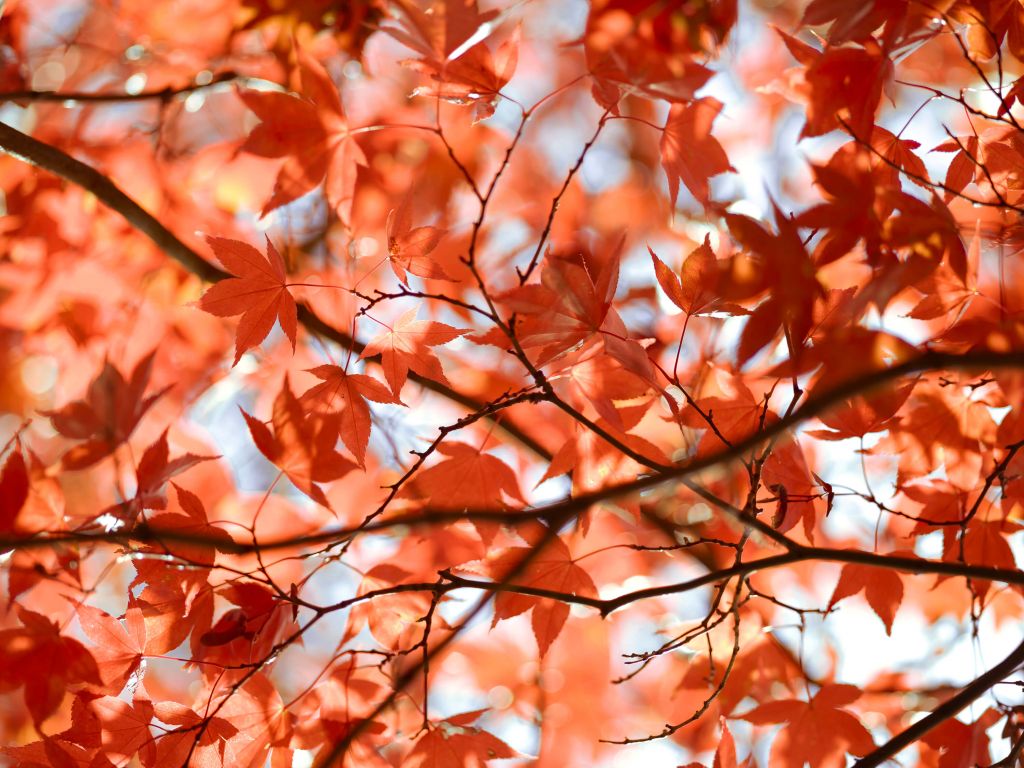 Feuilles d'automne colorées