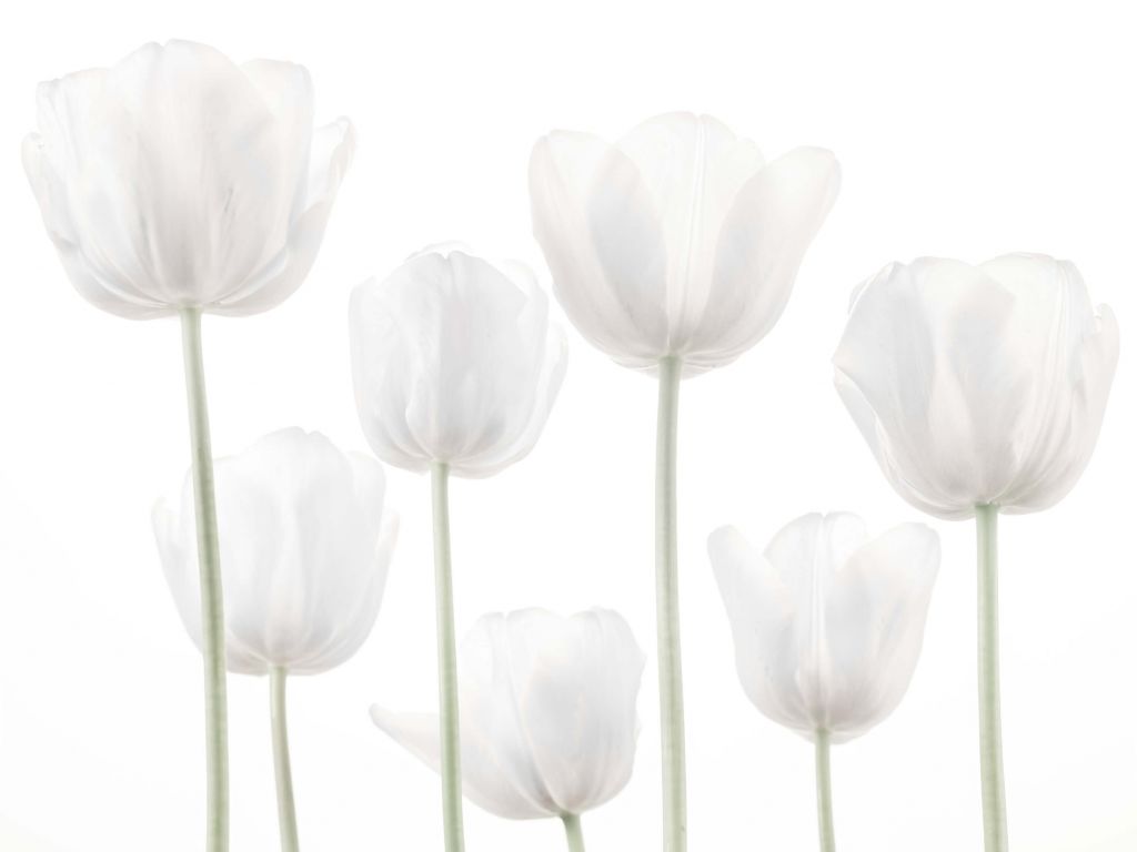 Tulipes blanches