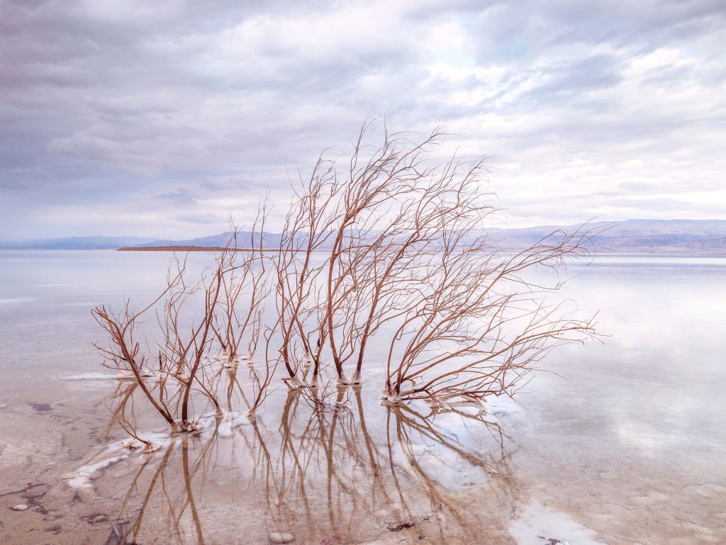 Branches dans la mer Morte