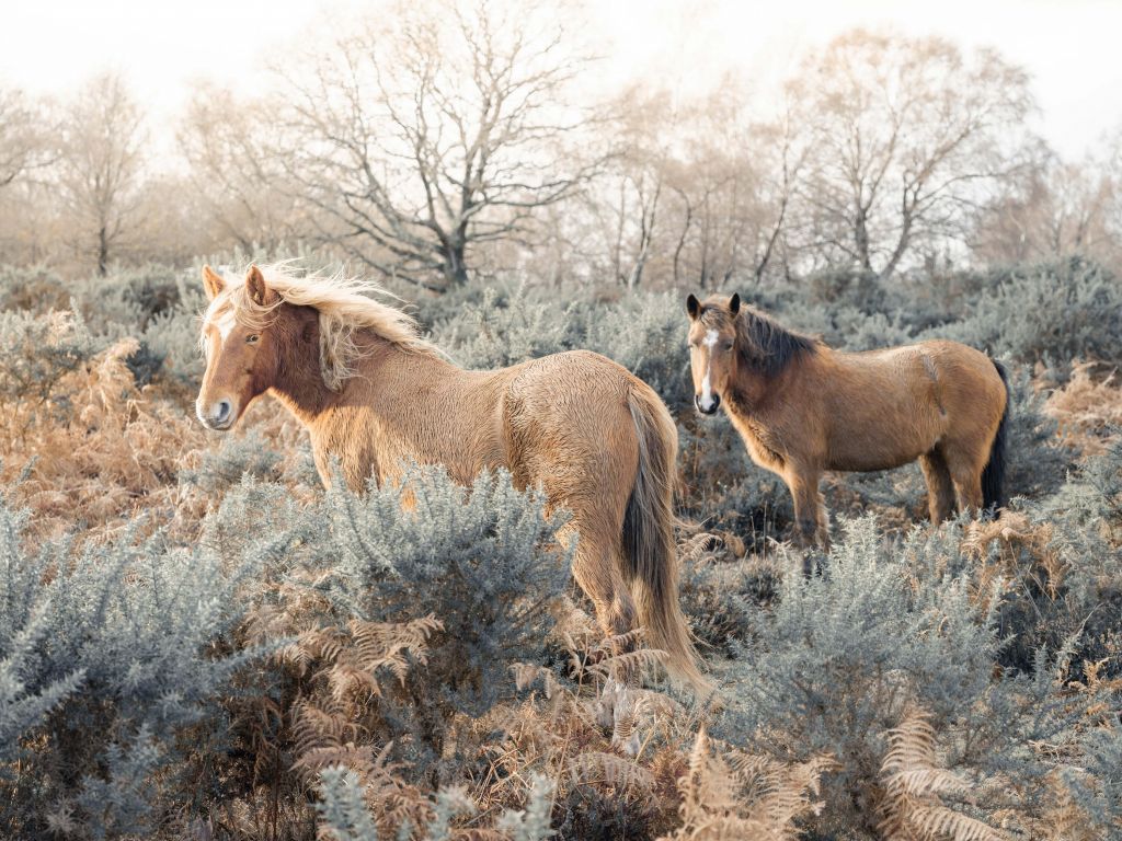 Chevaux sauvages