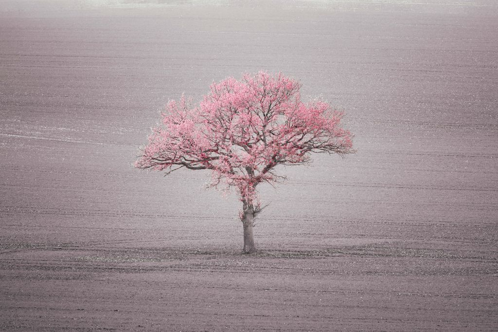 Arbre au feuillage rose