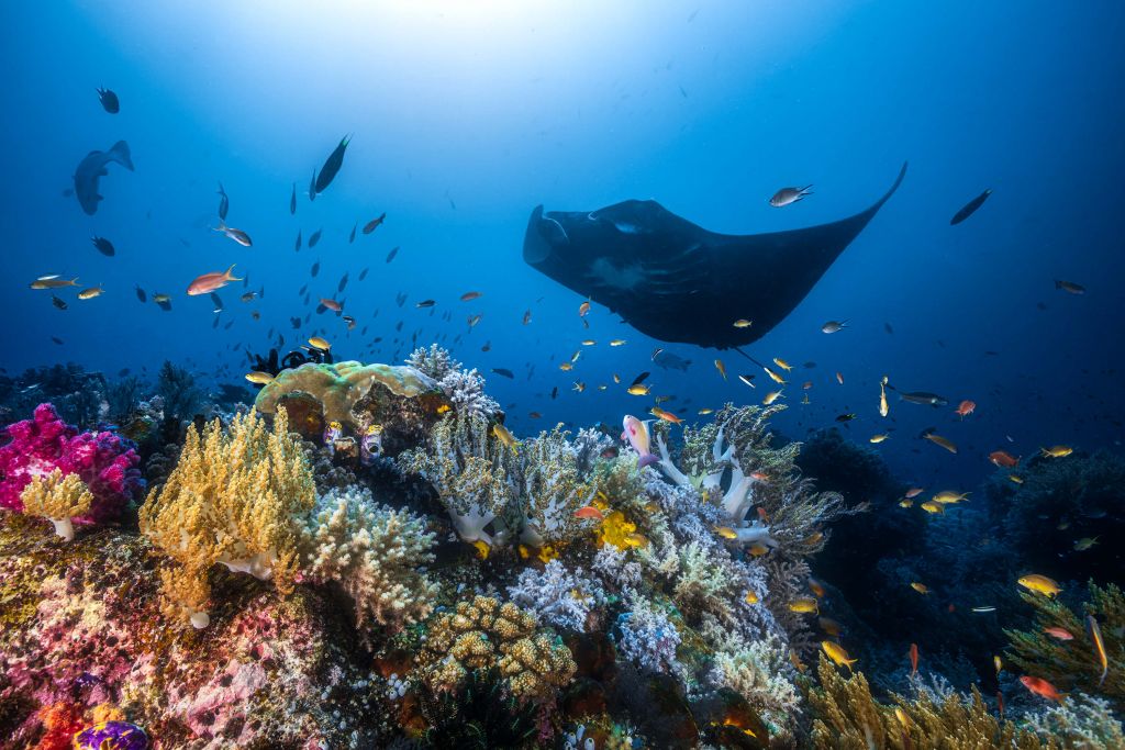 Manta reef on the reef