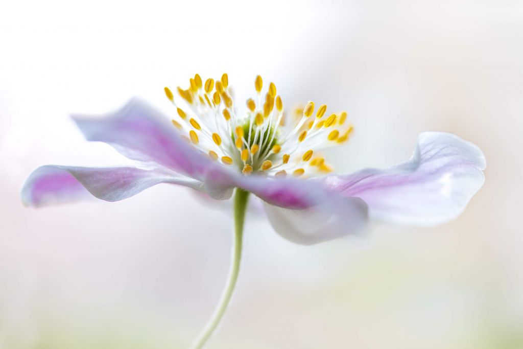 A wood anemone