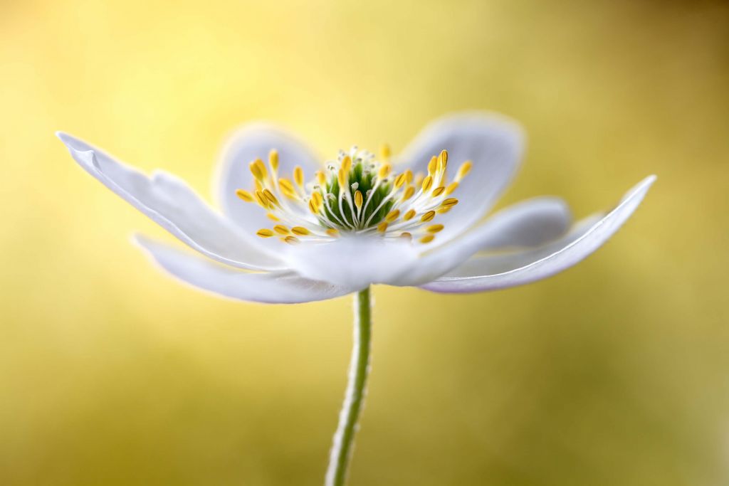 White Wood Anemone