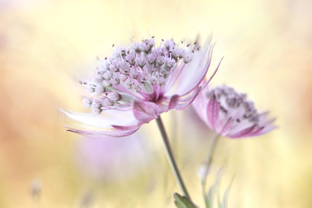 Pink Astrantia