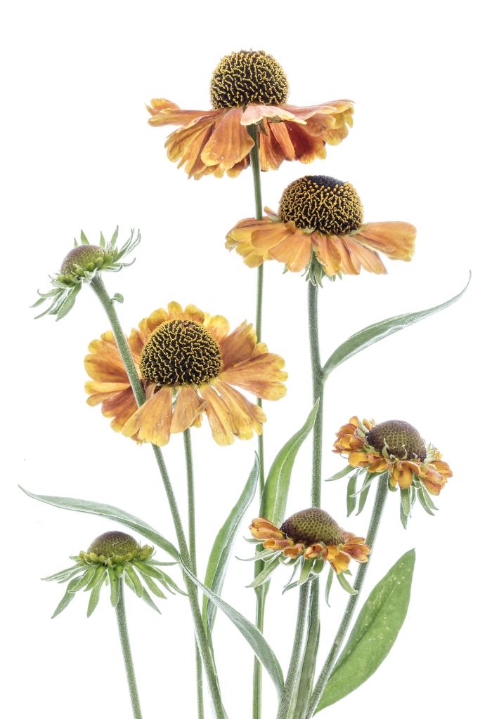 Helenium jaune