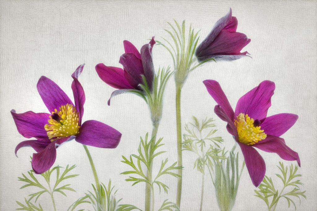 Pulsatilla