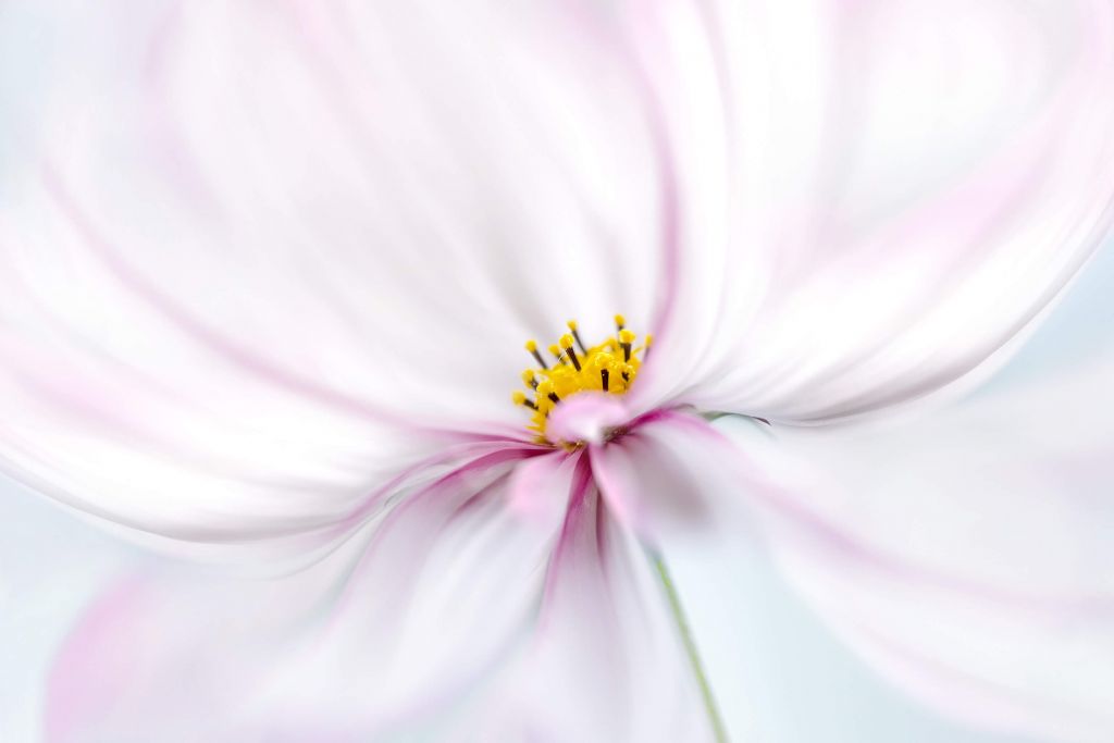 Cosmos close-up