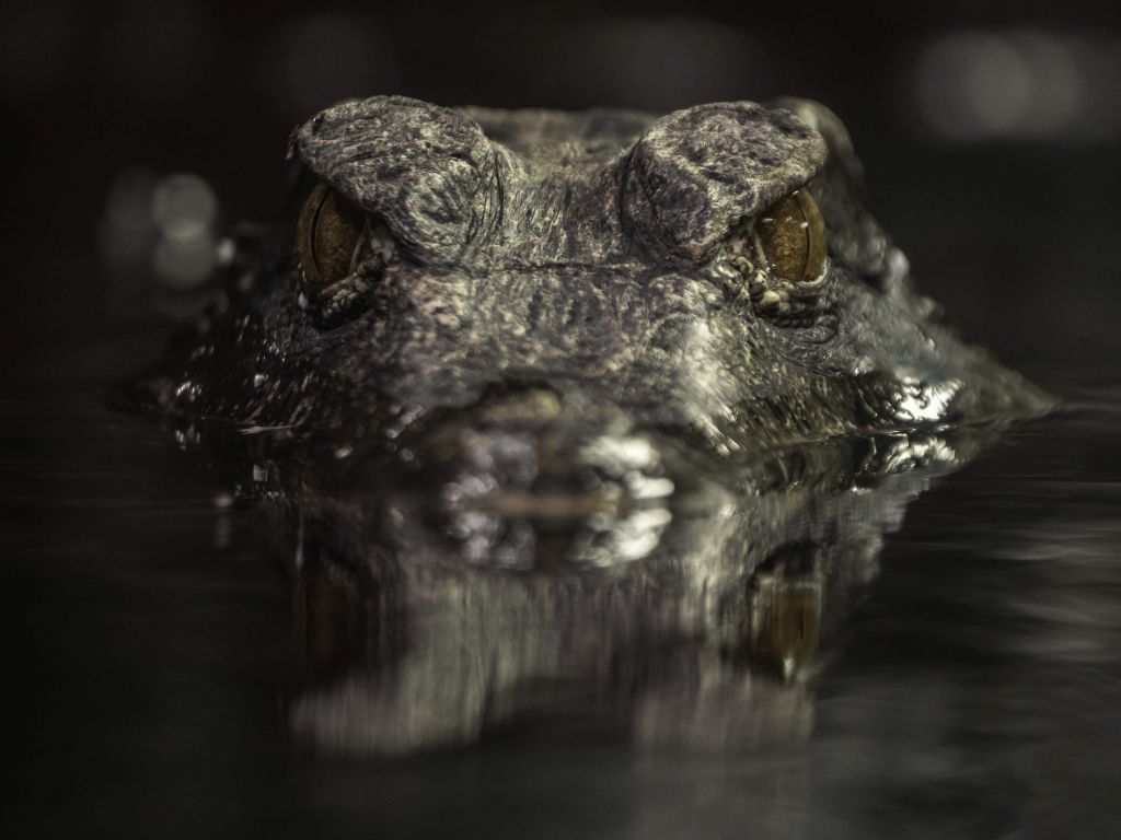 Chasse au crocodile