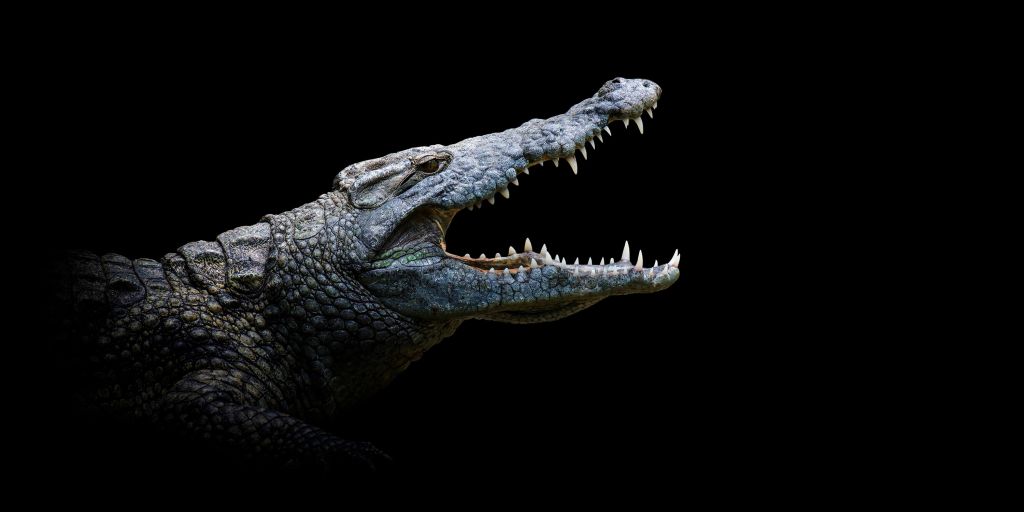 Gros plan sur un crocodile