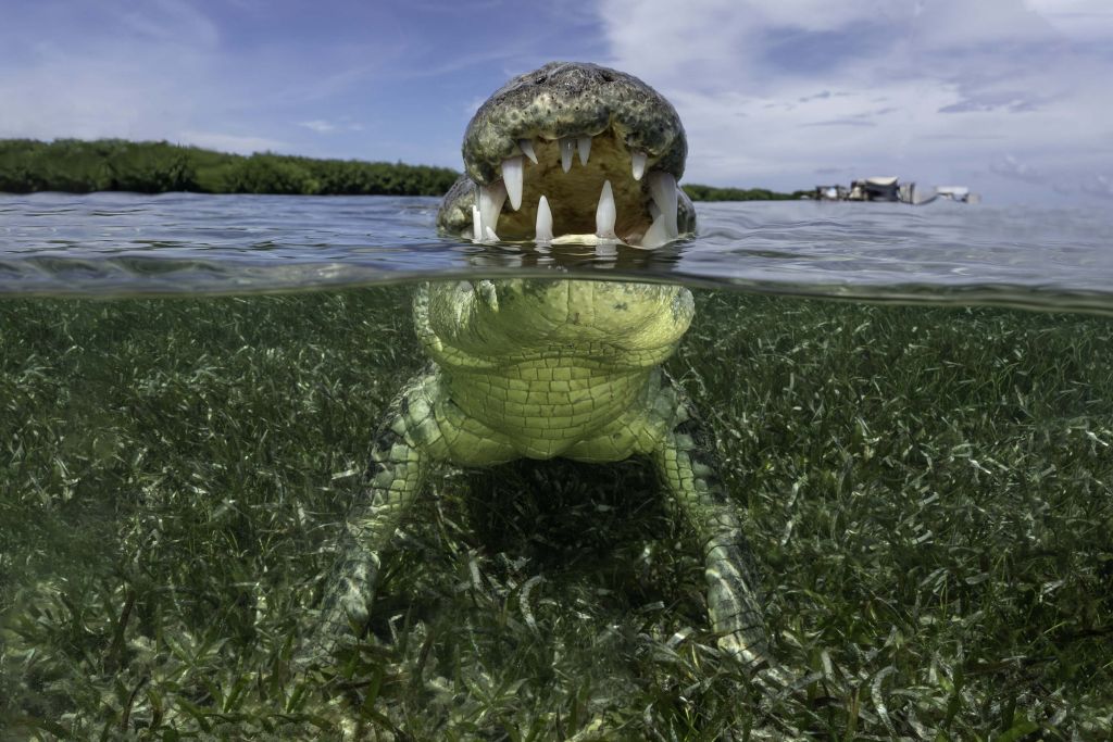 Crocodile dans l'eau