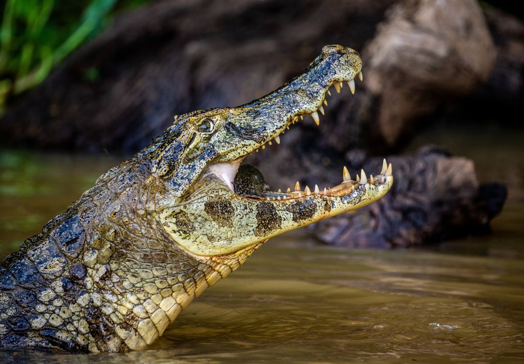 Crocodile en action