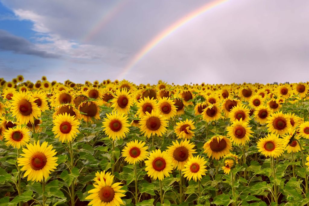 Champ de tournesols