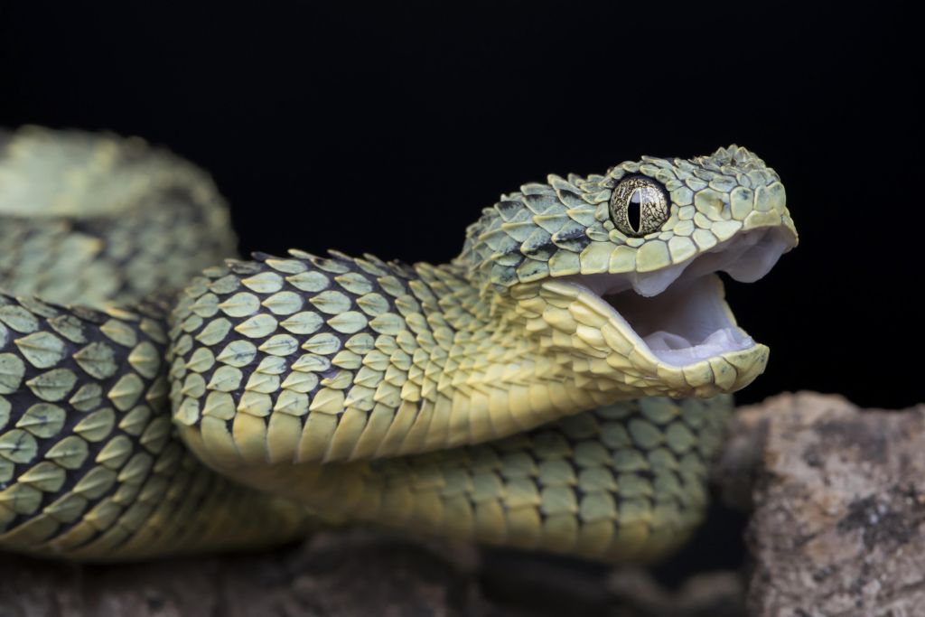 Atheris squamigera