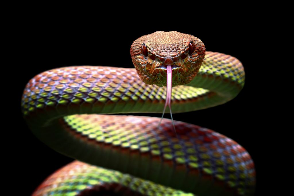 Serpent vipère