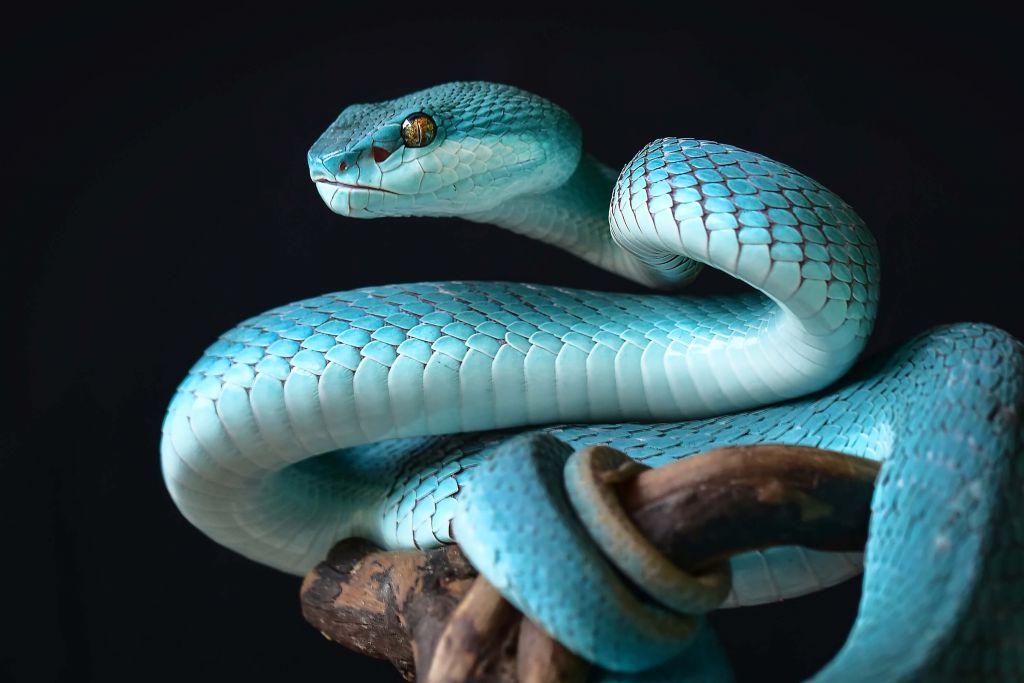 Serpent bleu insulaire