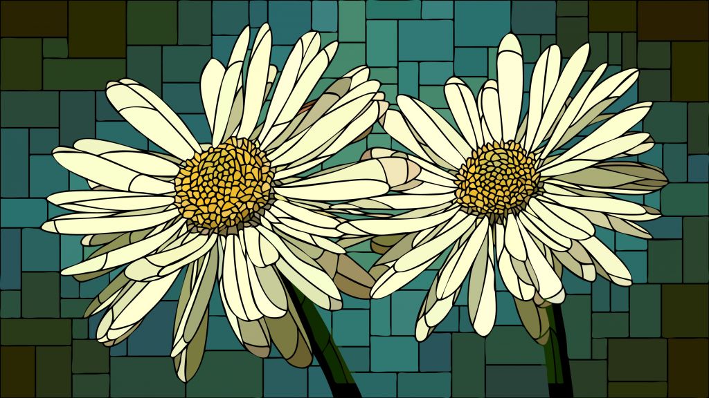 Fleurs de marguerite