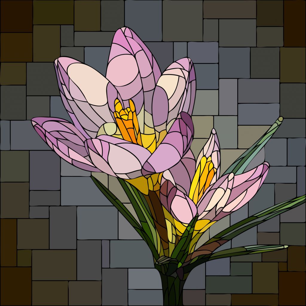 Crocus violet