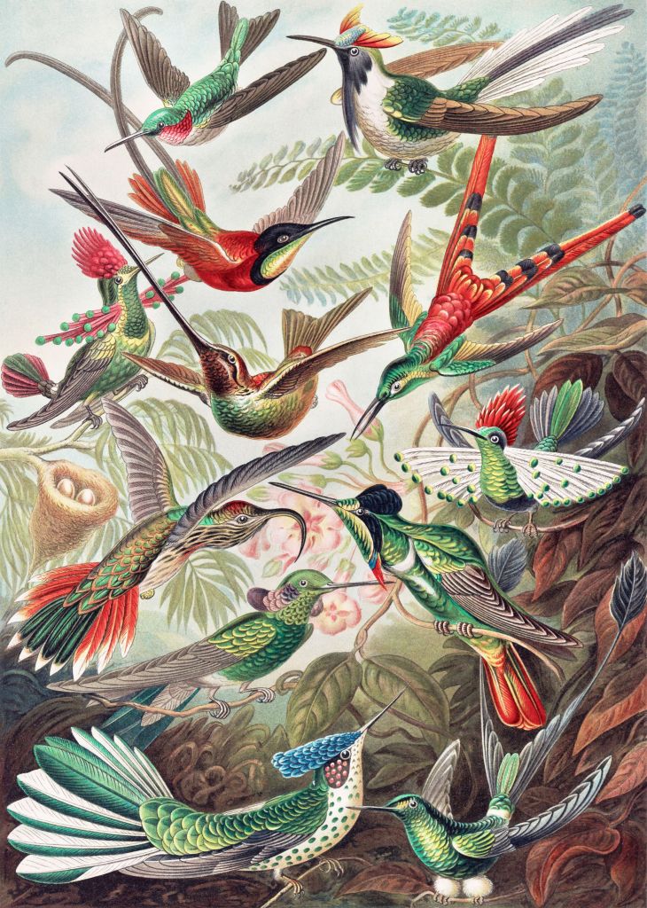 Hummingbirds