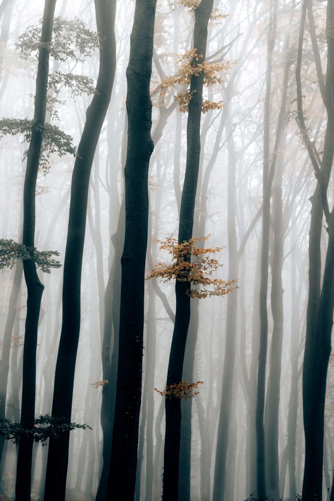 Brouillard dans la forêt de hêtres