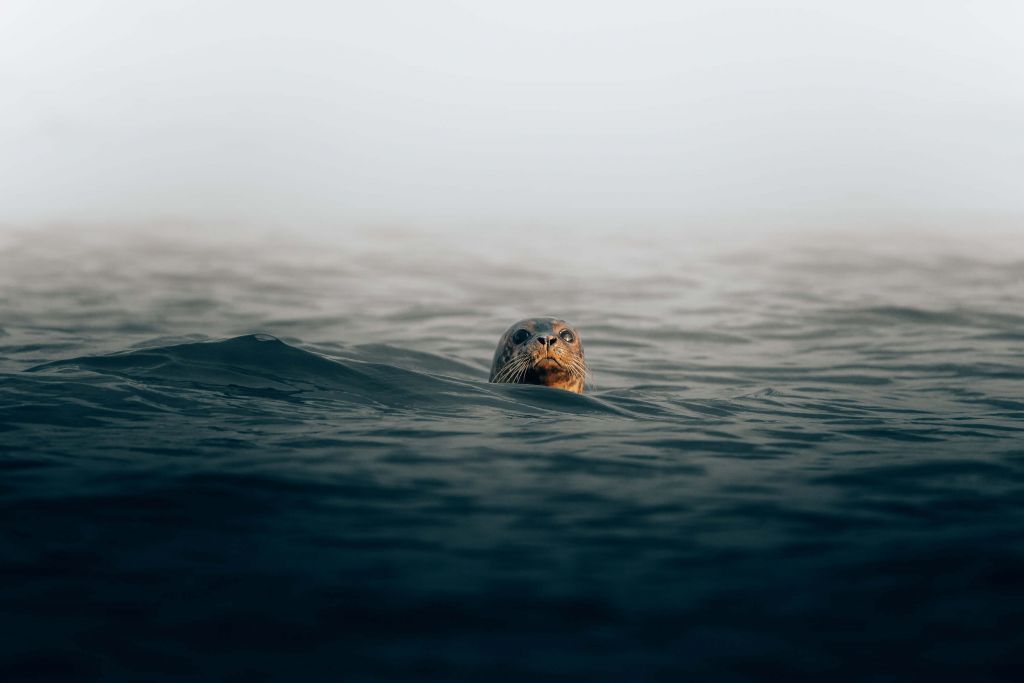 Un phoque au large des côtes danoises
