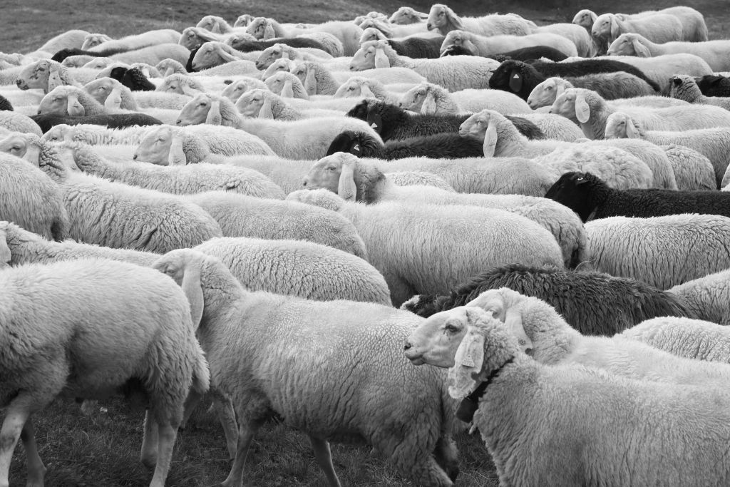 Moutons noir et blanc