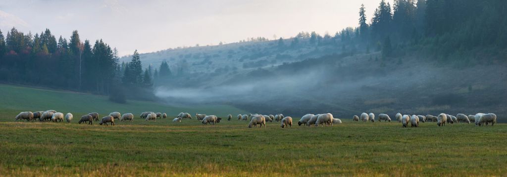 Troupeau de moutons avec paysage brumeux