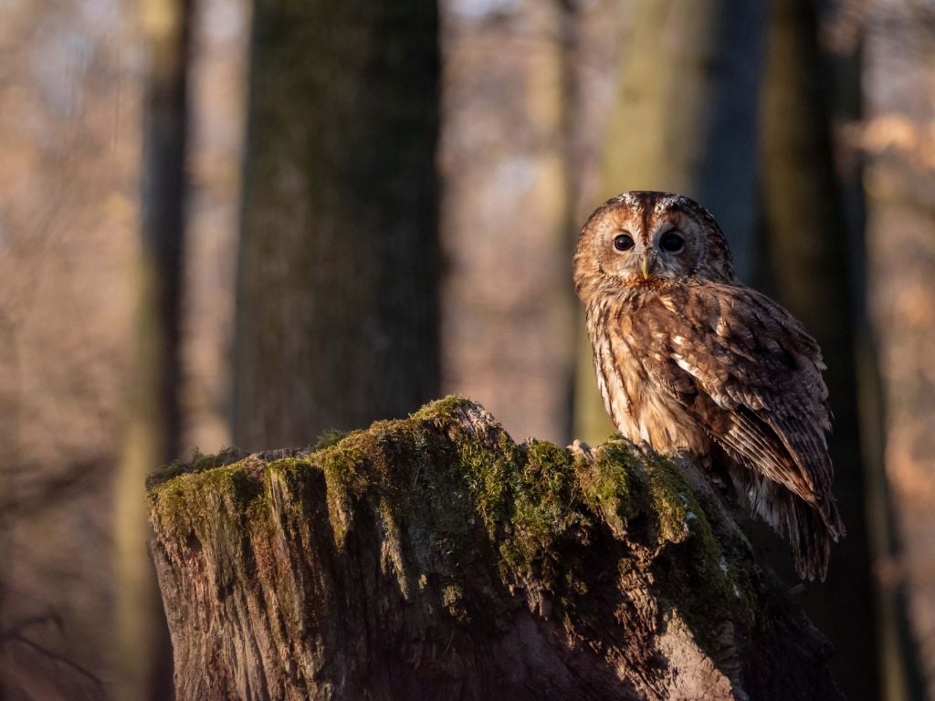 Petite chouette sur un arbre cassé