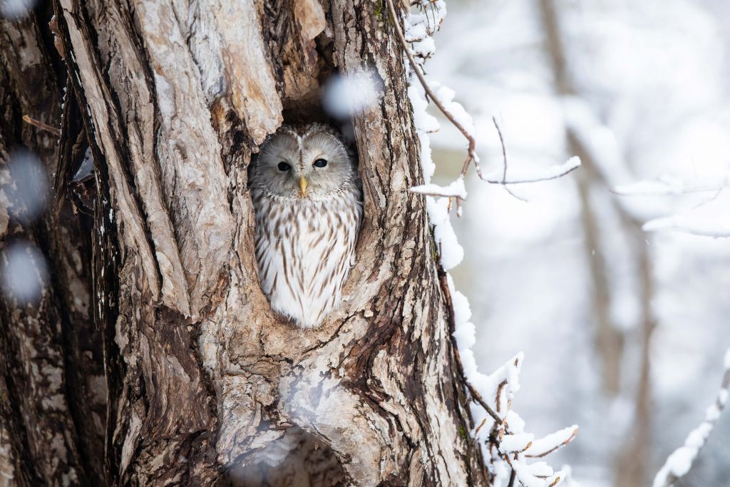 Chouette blanche dans un arbre creux