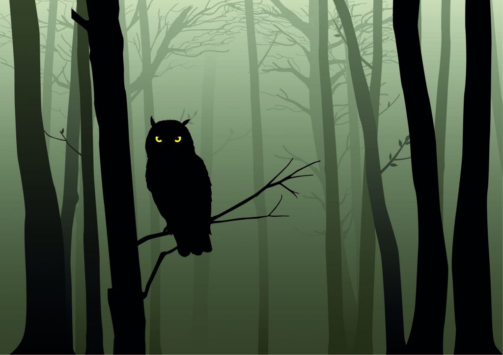 Hibou illustré dans une forêt sombre