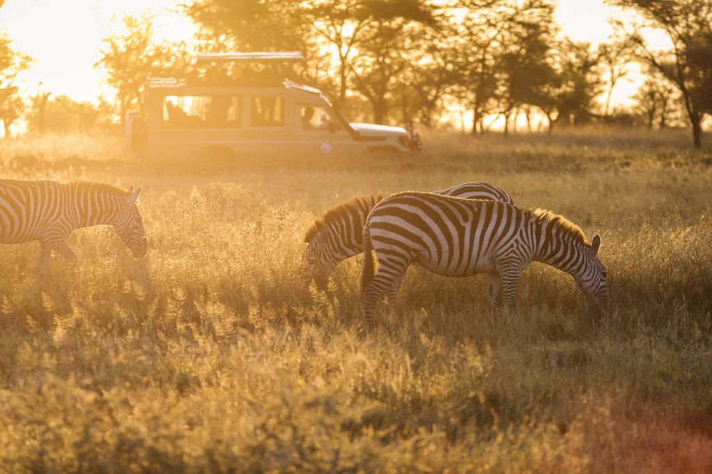 Safari de zèbres