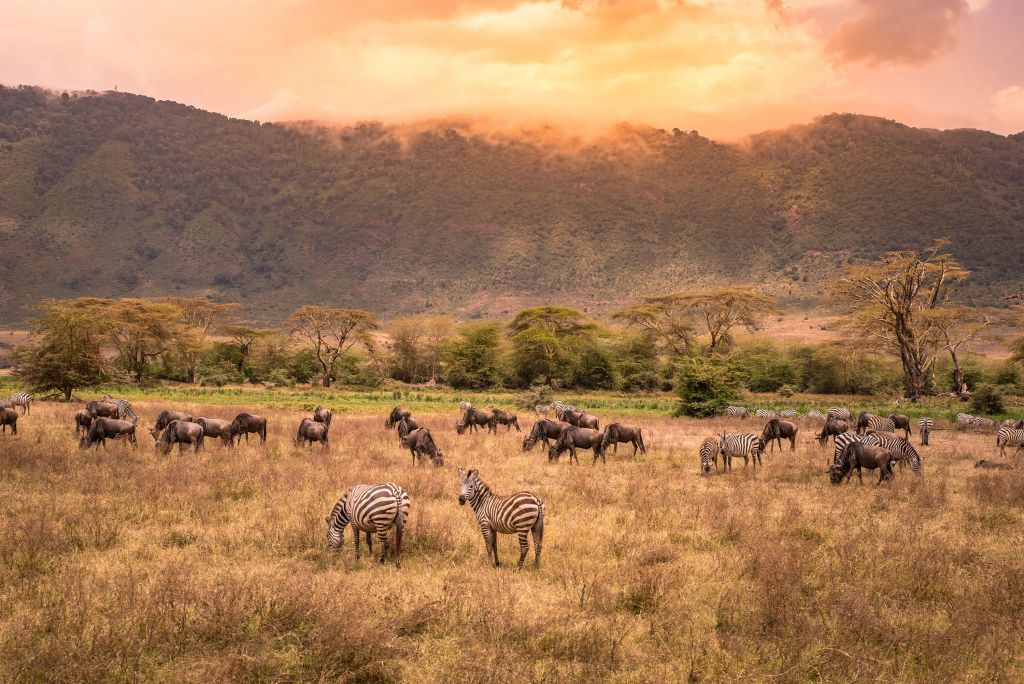 Paysage de savane avec des zèbres